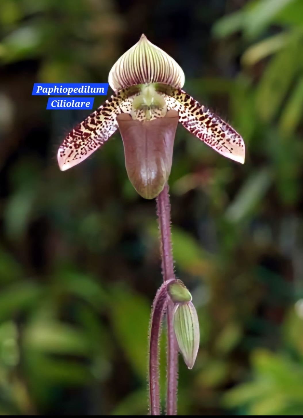 Paphiopedilum Ciliolare