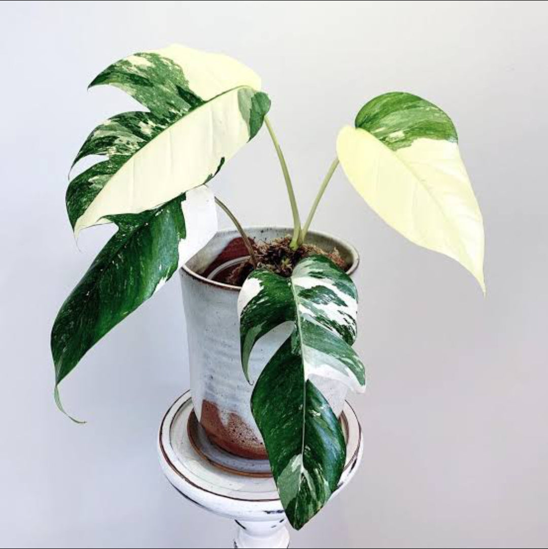 Philo Epipremium Pinnatum variegated plant