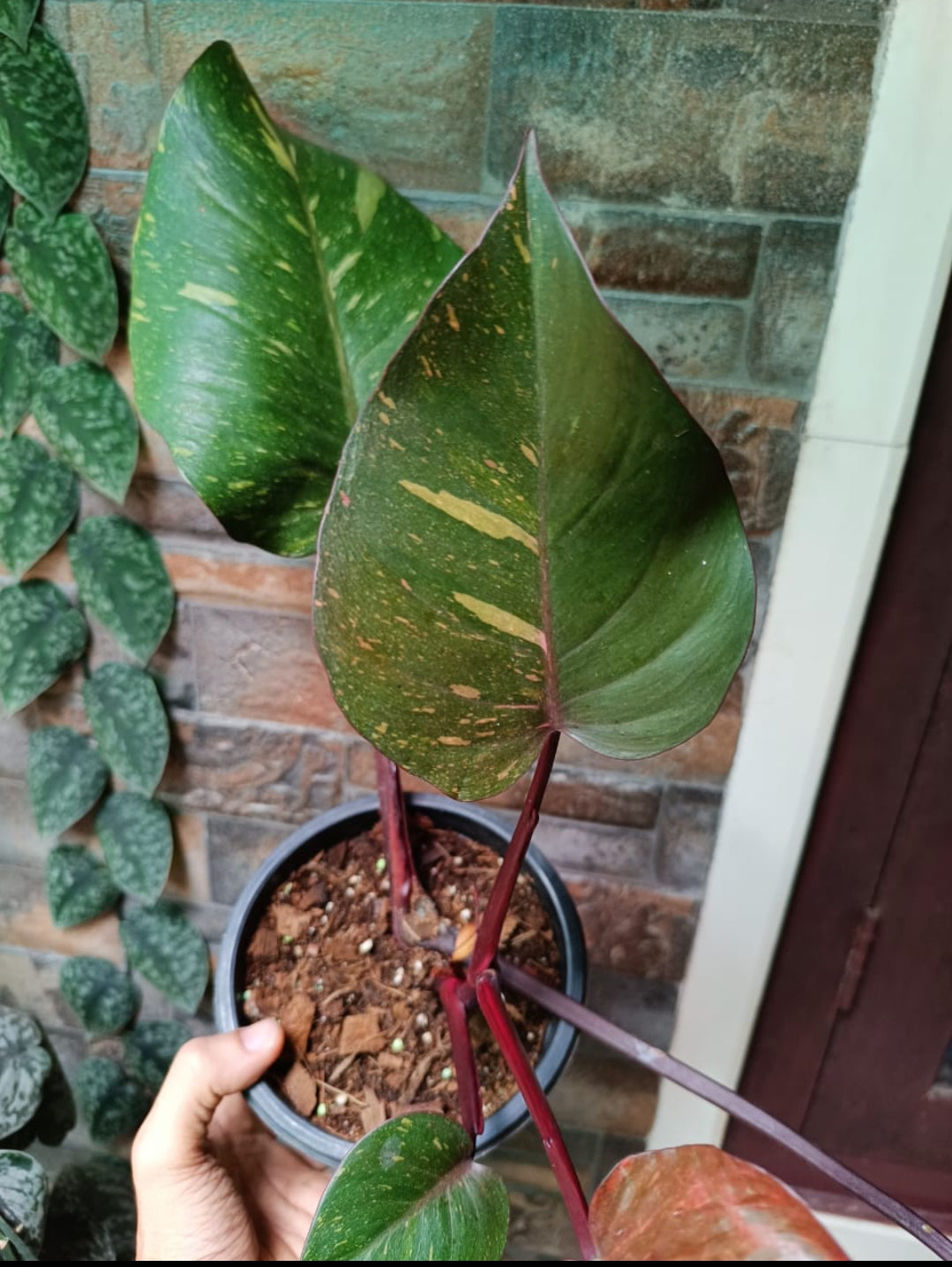 Philodendron Orange Princess Plant (Semishade)