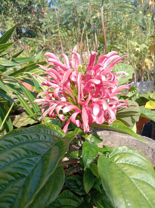 Jacobina pink (Shrub Plant)