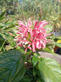 Jacobina pink (Shrub Plant)