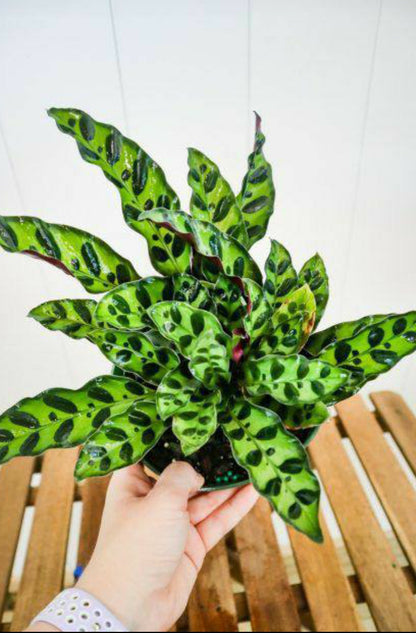 Calathea Insignis Plant