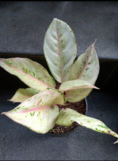 Aglaonema Frozen 2. Plant (Not tissue)