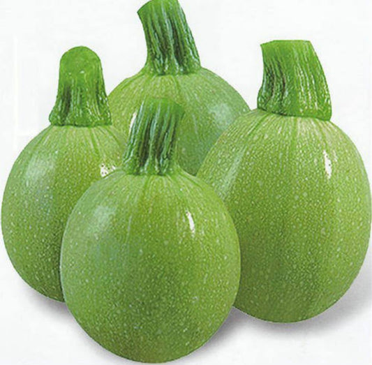 Summer squash F1 aayan vegitable seeds