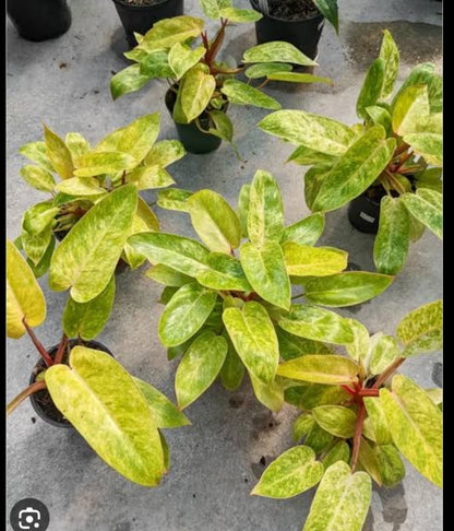 Painted Lady Phelodendrone plant