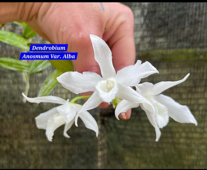 Dendrobium Anosmum Var. alba