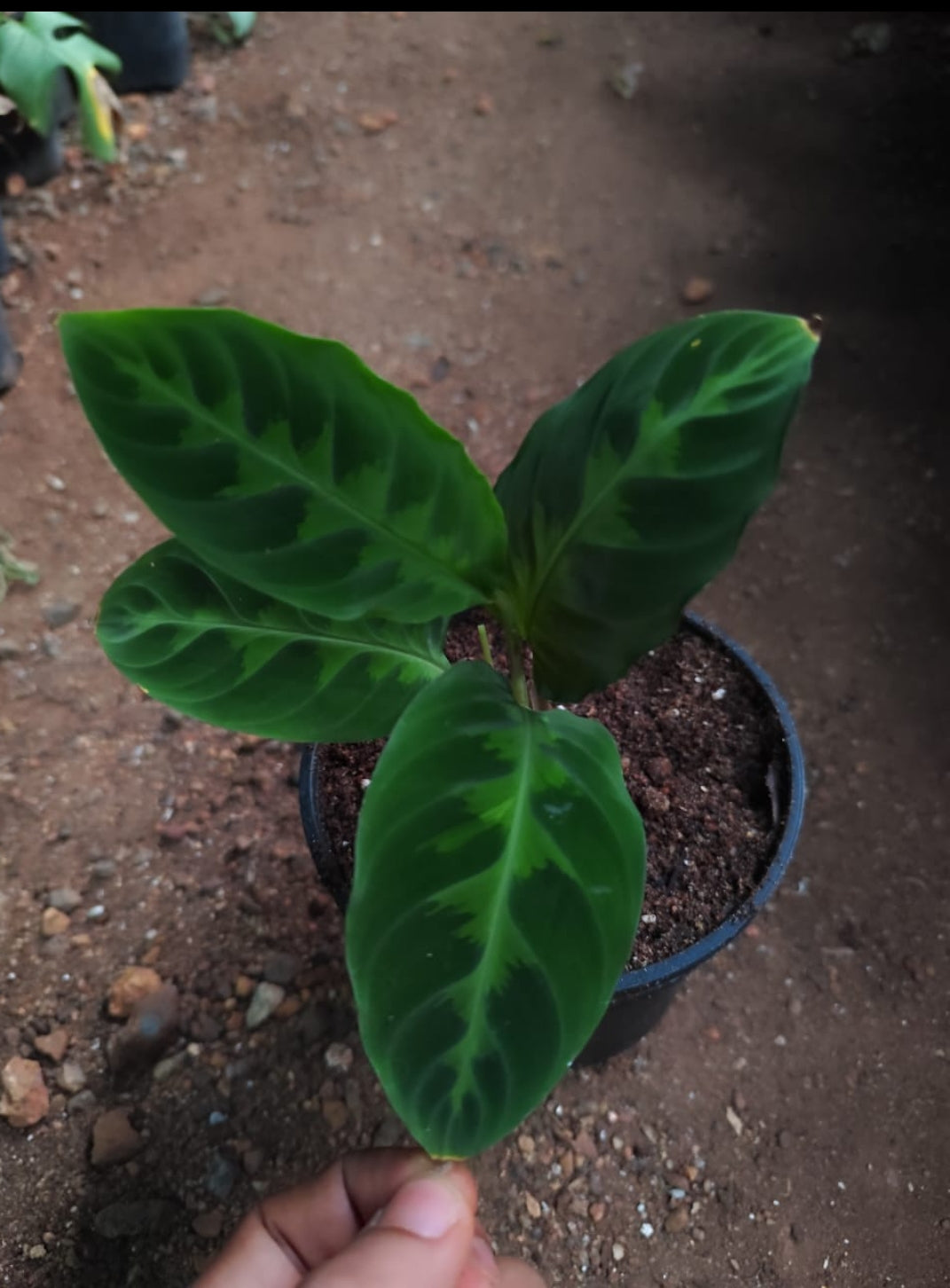 Calathea Jungle Velvet plant