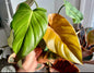 Summer Glory Philodendron plant