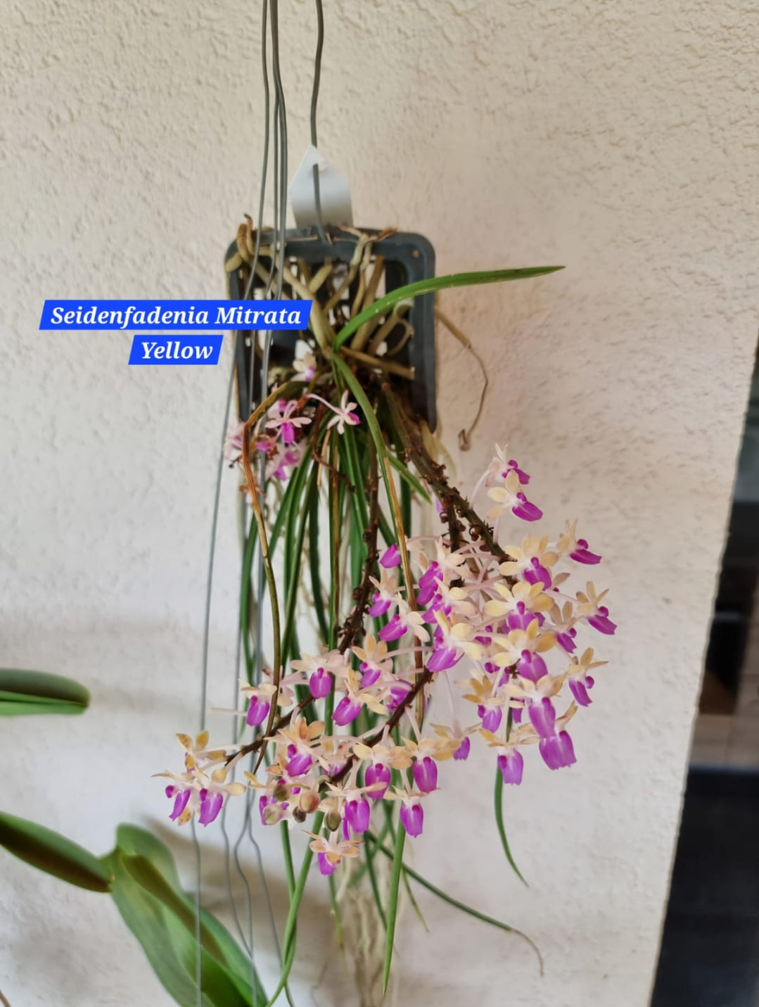 Seidenfadenia Mitrata (Yellow) Miniature Orchid