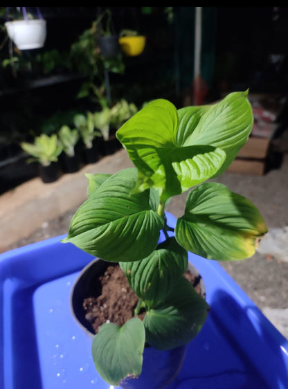 Philodendron fibracetaphylam plant