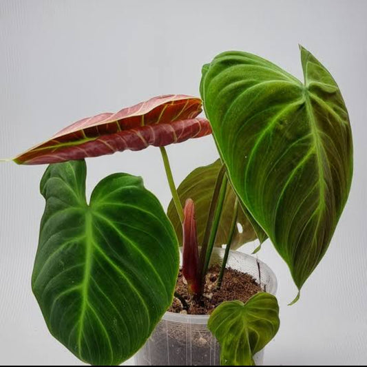 Philodendron EI Choco Red Big Plant (Semishade)