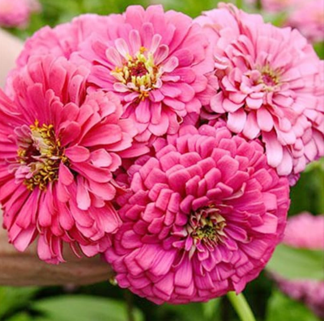 Zinnia illumination deep rose summer Flower seeds