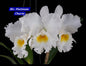 Cattleya 3 Orchid
