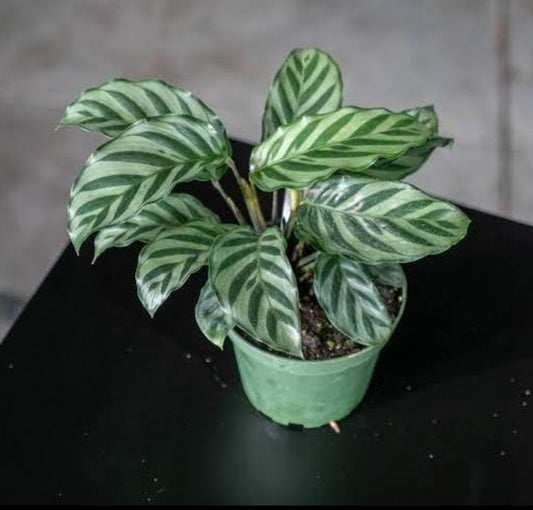 Calathea Concinna