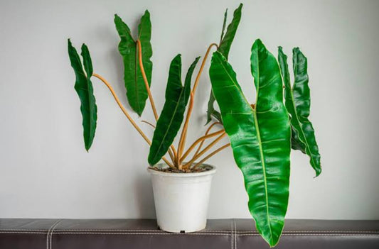 Philodendron Billitae plant