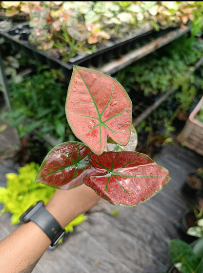 Caladium Giffy size plant