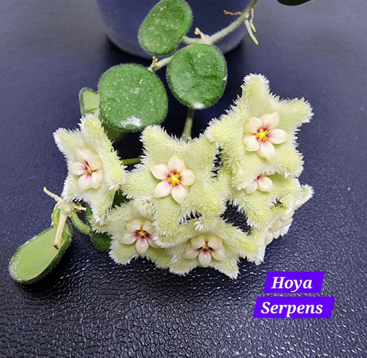 Hoya Serpens