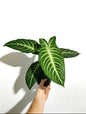 Caladium Lindenii Plant (Semishade)