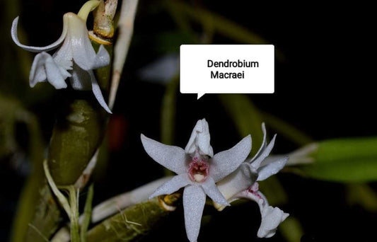 Dendrobium Macraei