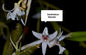 Dendrobium Macraei
