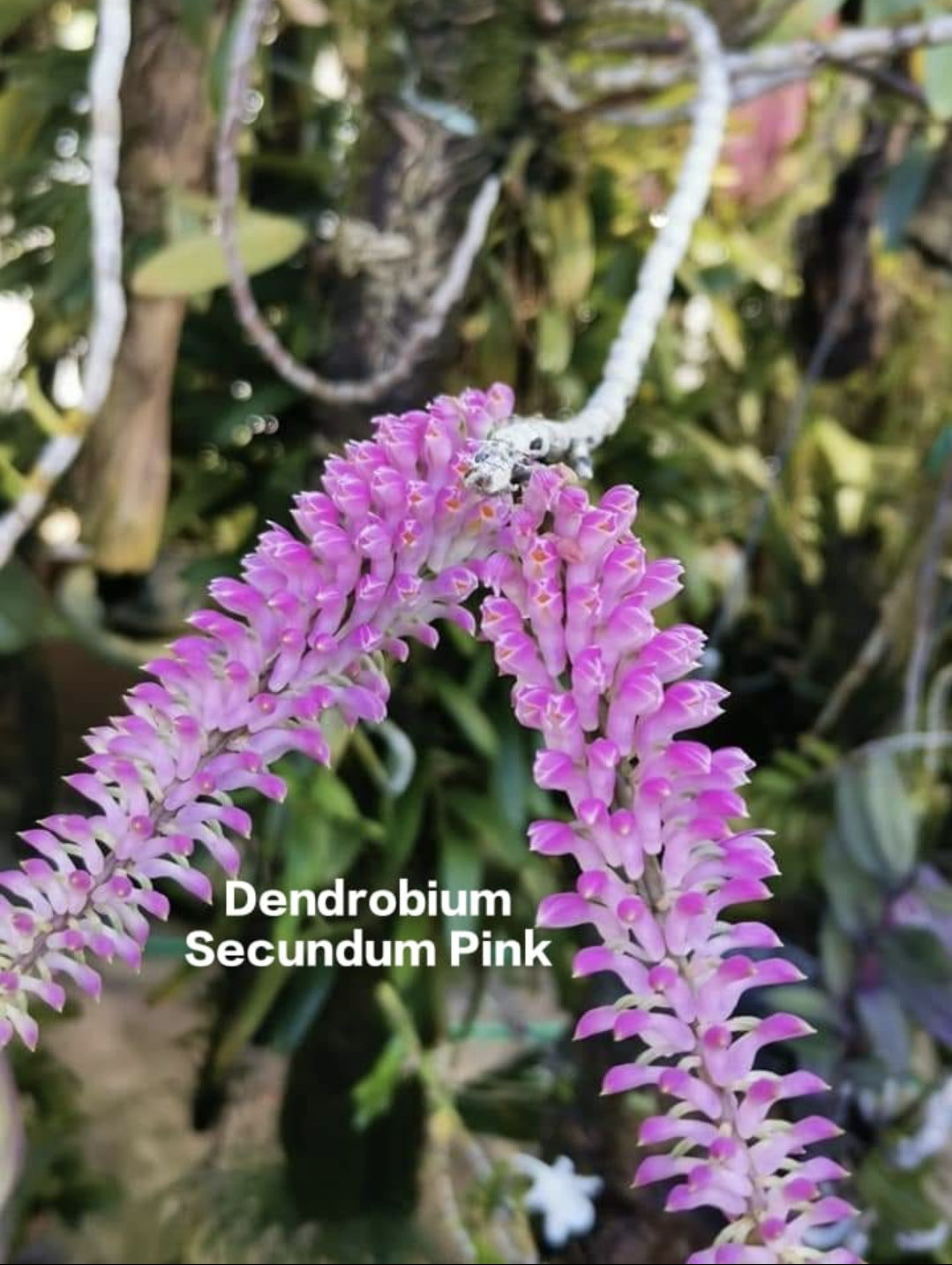 Dendrobium Secundum Pink