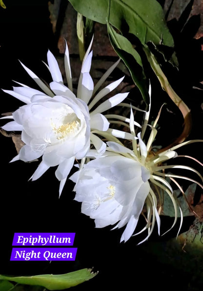 Bramha Kamal white (Epiphyllum Night queen)