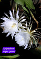 Bramha Kamal white (Epiphyllum Night queen)
