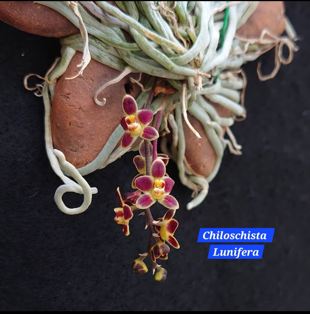 Chiloschista lunifera miniature orchid