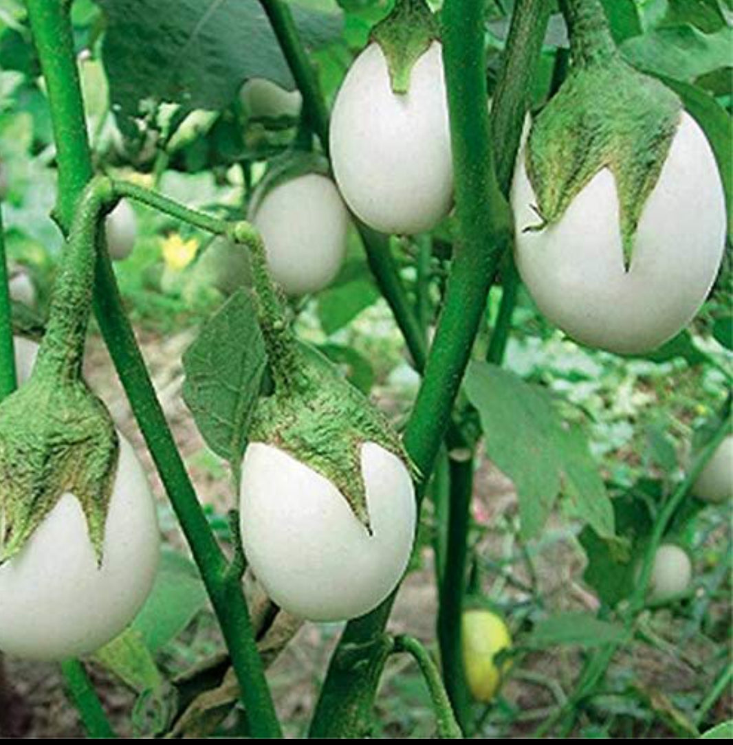 Brinjal white round white seeds vegitable seeds