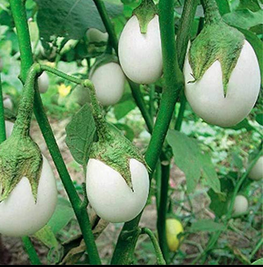 Brinjal white round white seeds vegitable seeds