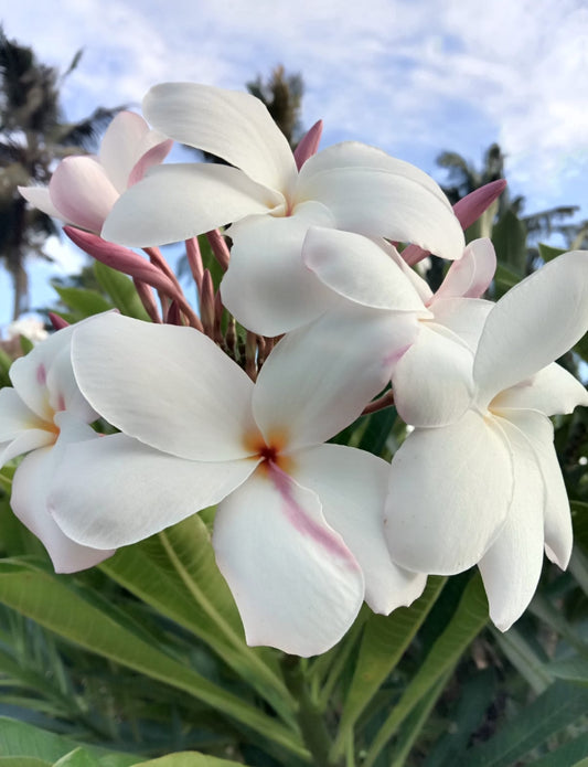 Pulmaria plant white -pink (shrub plant)