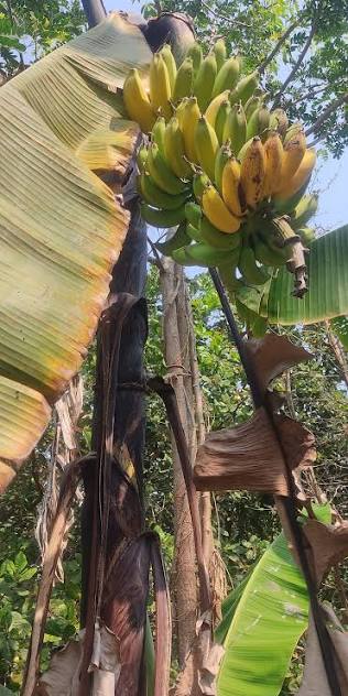 Pachachingan banana fruit plant|traditional banana varieties
