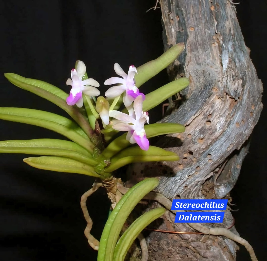 Stereochilus Dalatensis miniature orchid