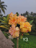 Adnium plant florist light yellow colour