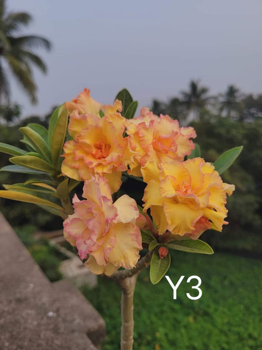 Adnium plant florist light yellow colour