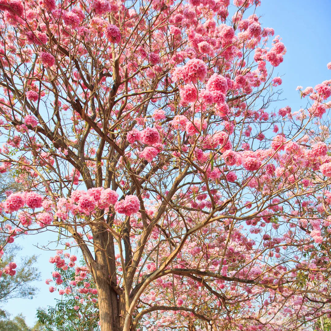Tabebuia Rosea, Pink Poui live plant