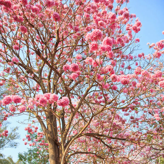 Tabebuia Rosea, Pink Poui live plant
