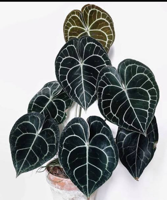 Anthurium Clarinervium Plant (Semishade)