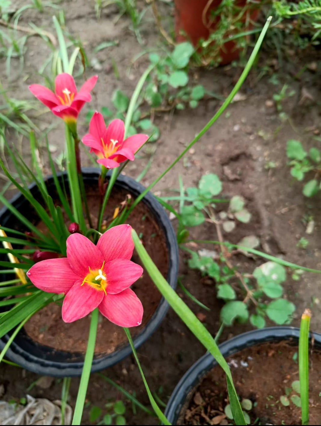 Red lamduane rare Rain Lily bulb