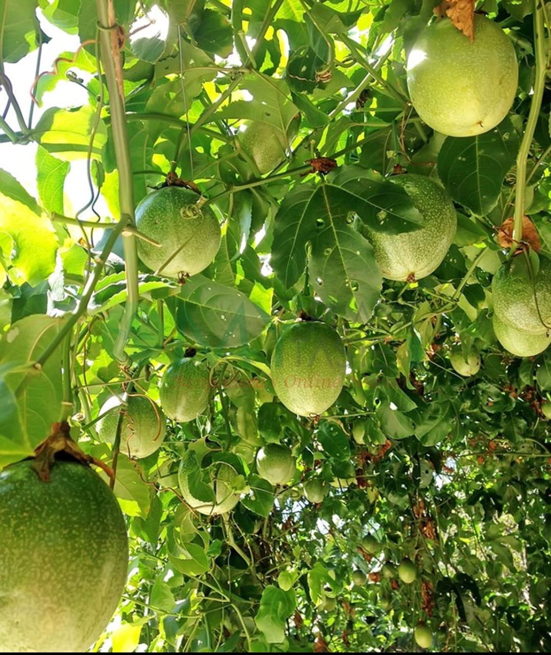 Passion fruit plant