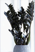 Black zz plant
