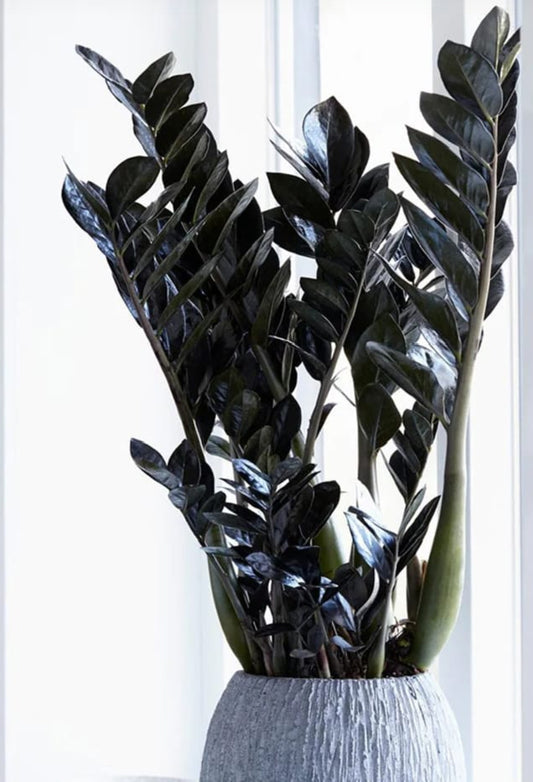 Black zz plant