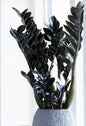 Black zz plant