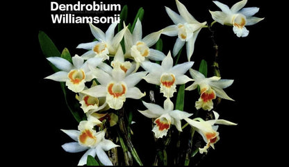 Dendrobium Williamsonii