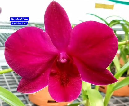 Dendrobium Ladda Red Orchid 22