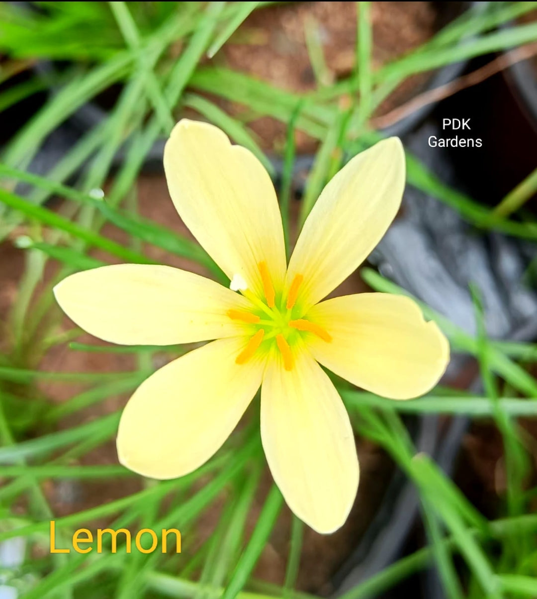 Lemon rain Lily bulb