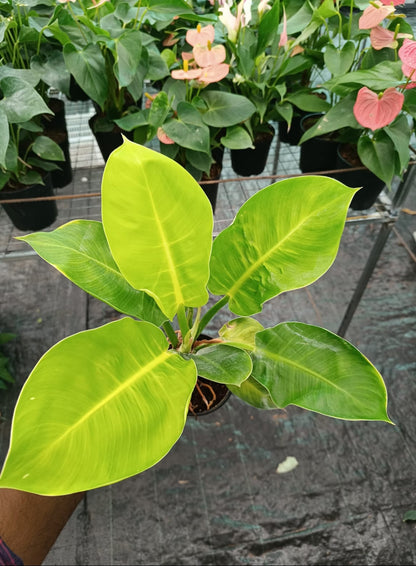 Philodendron Moonshine plant| Indoor plants