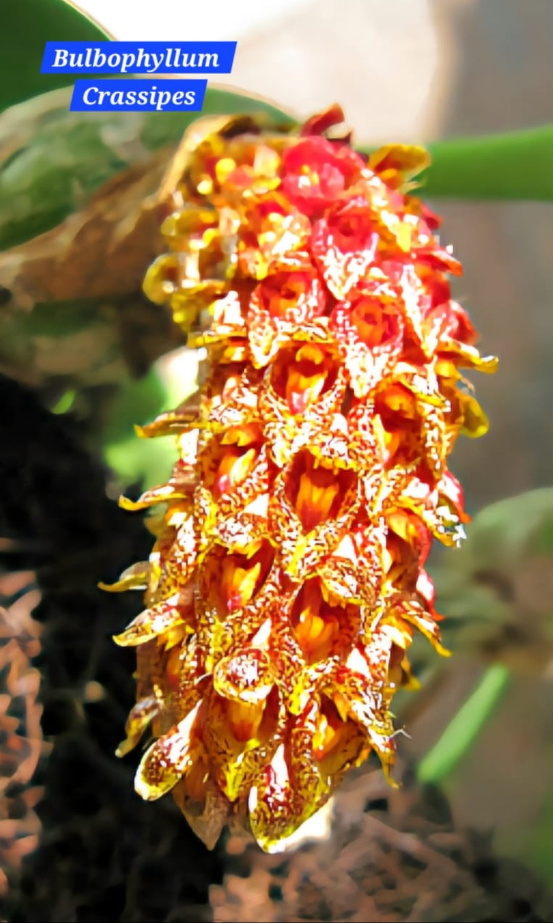 Bulbophyllum Crassipes