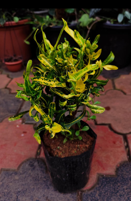 Croton 10 (Outdoor Plant)