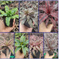 Cryptanthus Varieties (Pack of 7)
